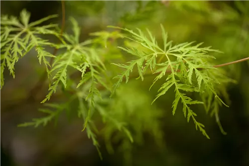 Fächerahorn 'Emerald Lace' - Acer palmatum 'Emerald Lace'