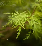 Fächerahorn 'Emerald Lace' - Acer palmatum 'Emerald Lace'