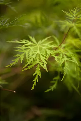 Fächerahorn 'Emerald Lace' - Acer palmatum 'Emerald Lace'