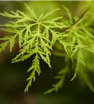 Fächerahorn 'Emerald Lace' - Acer palmatum 'Emerald Lace'