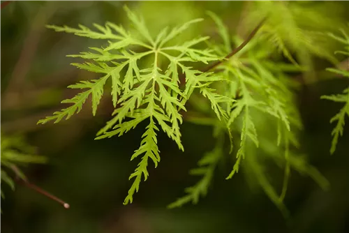 Fächerahorn 'Emerald Lace' - Acer palmatum 'Emerald Lace'