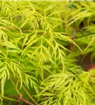 Fächerahorn 'Emerald Lace' - Acer palmatum 'Emerald Lace'