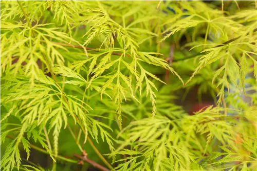 Fächerahorn 'Emerald Lace' - Acer palmatum 'Emerald Lace'