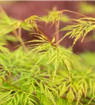 Fächerahorn 'Emerald Lace' - Acer palmatum 'Emerald Lace'