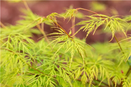 Fächerahorn 'Emerald Lace' - Acer palmatum 'Emerald Lace'