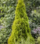 Lebensbaum 'Golden Smaragd' -R- - Thuja occidentalis 'Golden Smaragd' -R-