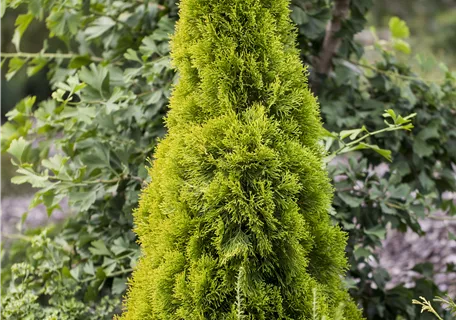 Thuja occidentalis 'Golden Smaragd' -R- - Lebensbaum 'Golden Smaragd' -R-