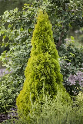 Lebensbaum 'Golden Smaragd' -R- - Thuja occidentalis 'Golden Smaragd' -R-