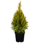 Lebensbaum 'Golden Smaragd' -R- - Thuja occidentalis 'Golden Smaragd' -R-