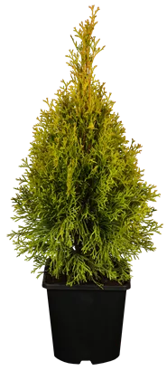 Lebensbaum 'Golden Smaragd' -R- - Thuja occidentalis 'Golden Smaragd' -R-