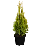 Lebensbaum 'Golden Smaragd' -R- - Thuja occidentalis 'Golden Smaragd' -R-