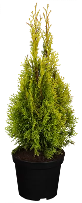 Lebensbaum 'Golden Smaragd' -R- - Thuja occidentalis 'Golden Smaragd' -R-