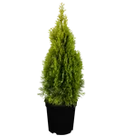 Lebensbaum 'Golden Smaragd' -R- - Thuja occidentalis 'Golden Smaragd' -R-