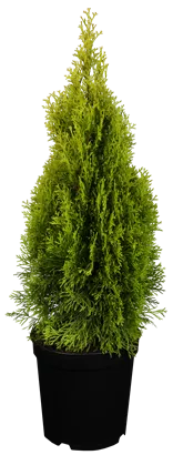 Lebensbaum 'Golden Smaragd' -R- - Thuja occidentalis 'Golden Smaragd' -R-