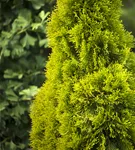 Lebensbaum 'Golden Smaragd' -R- - Thuja occidentalis 'Golden Smaragd' -R-