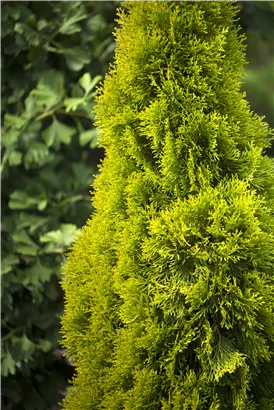 Lebensbaum 'Golden Smaragd' -R- - Thuja occidentalis 'Golden Smaragd' -R-