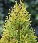 Lebensbaum 'Golden Smaragd' -R- - Thuja occidentalis 'Golden Smaragd' -R-