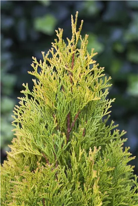 Lebensbaum 'Golden Smaragd' -R- - Thuja occidentalis 'Golden Smaragd' -R-