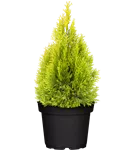 Lebensbaum 'Golden Smaragd' -R- - Thuja occidentalis 'Golden Smaragd' -R-