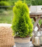 Lebensbaum 'Golden Smaragd' -R- - Thuja occidentalis 'Golden Smaragd' -R-