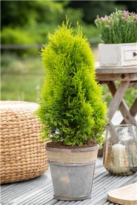 Lebensbaum 'Golden Smaragd' -R- - Thuja occidentalis 'Golden Smaragd' -R-