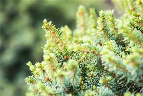 Zwerg-Sitkafichte 'Nana' - Picea sitchensis 'Nana'