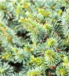 Zwerg-Sitkafichte 'Nana' - Picea sitchensis 'Nana'