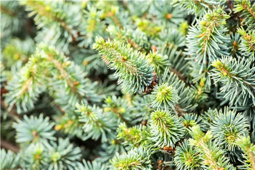 Zwerg-Sitkafichte 'Nana' - Picea sitchensis 'Nana'