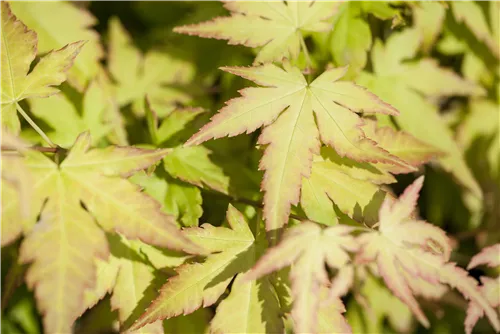 Fächerahorn 'Katsura' - Acer palmatum 'Katsura'