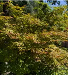 Fächerahorn 'Katsura' - Acer palmatum 'Katsura'