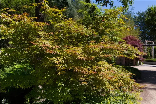 Fächerahorn 'Katsura' - Acer palmatum 'Katsura'