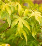 Fächerahorn 'Katsura' - Acer palmatum 'Katsura'