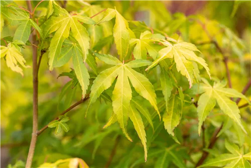 Fächerahorn 'Katsura' - Acer palmatum 'Katsura'