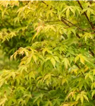 Fächerahorn 'Katsura' - Acer palmatum 'Katsura'