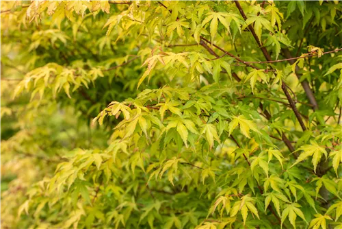 Fächerahorn 'Katsura' - Acer palmatum 'Katsura'