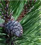 Zirbel-Kiefer 'Compacta Glauca' - Pinus cembra 'Compacta Glauca'