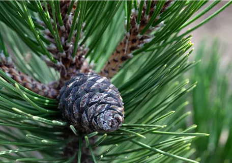 Pinus cembra 'Compacta Glauca' - Zirbel-Kiefer 'Compacta Glauca'