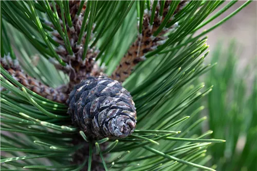 Zirbel-Kiefer 'Compacta Glauca' - Pinus cembra 'Compacta Glauca'