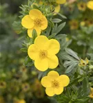 Fingerstrauch 'Kobold' - Potentilla 'Kobold'