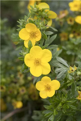 Fingerstrauch 'Kobold' - Potentilla 'Kobold'