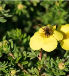 Fingerstrauch 'Kobold' - Potentilla 'Kobold'