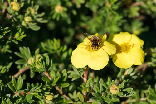 Fingerstrauch 'Kobold' - Potentilla 'Kobold'