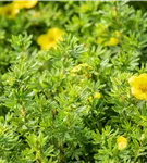 Fingerstrauch 'Kobold' - Potentilla 'Kobold'