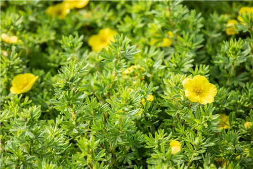 Fingerstrauch 'Kobold' - Potentilla 'Kobold'