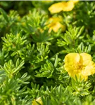 Fingerstrauch 'Kobold' - Potentilla 'Kobold'