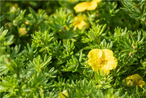 Fingerstrauch 'Kobold' - Potentilla 'Kobold'