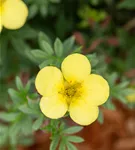 Fingerstrauch 'Kobold' - Potentilla 'Kobold'