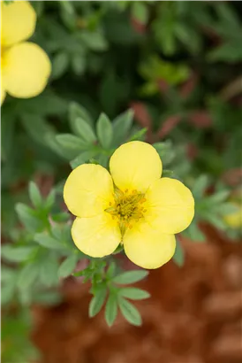 Fingerstrauch 'Kobold' - Potentilla 'Kobold'