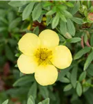 Fingerstrauch 'Kobold' - Potentilla 'Kobold'