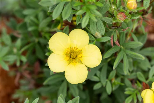 Fingerstrauch 'Kobold' - Potentilla 'Kobold'